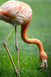 Red flamingo in a park