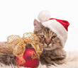 Christmas cat