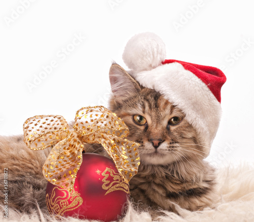 Photo: Christmas cat Christmas cat