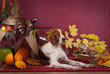 Successful bird shoot, studio Successful bird shoot, studio