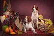 Successful bird shoot, studio Successful bird shoot, studio