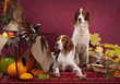 Successful bird shoot, studio Successful bird shoot, studio