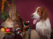 Successful bird shoot, studio, clous-up Successful bird shoot, studio, clous-up