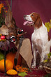 Successful bird shoot, studio Successful bird shoot, studio