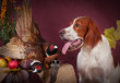Successful bird shoot, studio, clous-up Successful bird shoot, studio, clous-up
