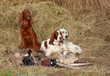 Successful bird shoot Successful bird shoot
