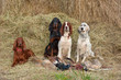 Successful bird shoot Successful bird shoot