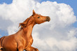 chestnut arabian stallion runs on the clouds