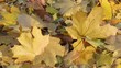 Video: Yellow leaves in autumn park Yellow leaves in autumn park