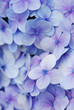 Foto: blue hydrangea flowers blue hydrangea flowers