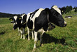 cows