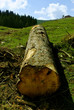 Wood Logs Wood Logs