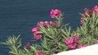 Flowers on a Cliff, Santorini