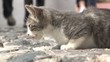 Feral Kitten in Santorini