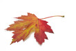 Ahornblatt mit Herbstfärbung