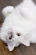 White cat