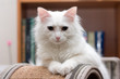 White cat