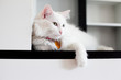 White cat
