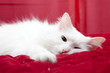 White cat