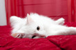 White cat