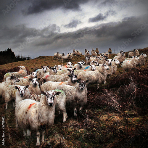 Photo: Road to Ayr: staring sheep Road to Ayr: staring sheep