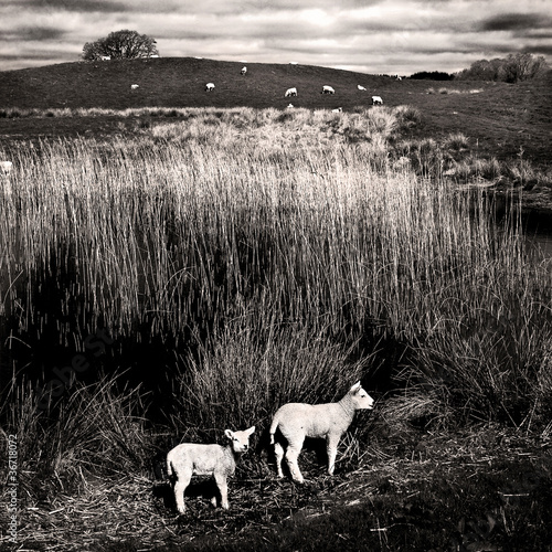 Photo: Woodhall-Loch-lambs-reeds Woodhall-Loch-lambs-reeds