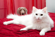 White cat