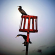 Cromer-Cormorants