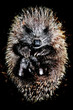 Hoglet