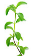 Photo: Stevia plant Stevia plant