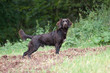 deut. Wachtelhund