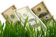 green grass with the dollar green grass with the dollar
