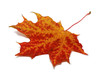 ahornblatt im herbst