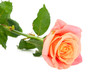 pink rose