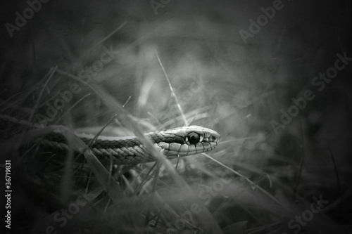 photo par deviantartstock