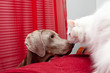 White cat
