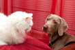 White cat and a dog