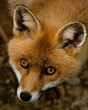 Red-Fox