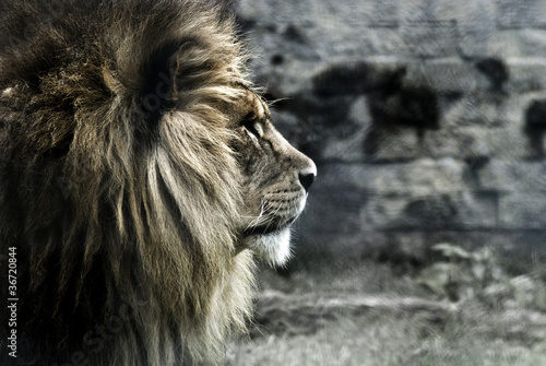 Photo: King King