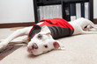 Cute pitbull