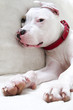 Cute pitbull