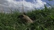 ground squirrel 07
