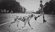 dalmatian 10-09