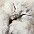 Purr-purr