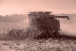 harvesting corn