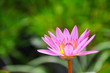 Lotus (Water Lily)