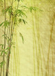 bamboo on old grunge antique paper texture .