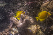 Sea-Life 6