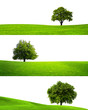 Collection of isolated green tree Collection of isolated green tree