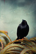 Foto: Blackbird-of-The-New-World Blackbird-of-The-New-World